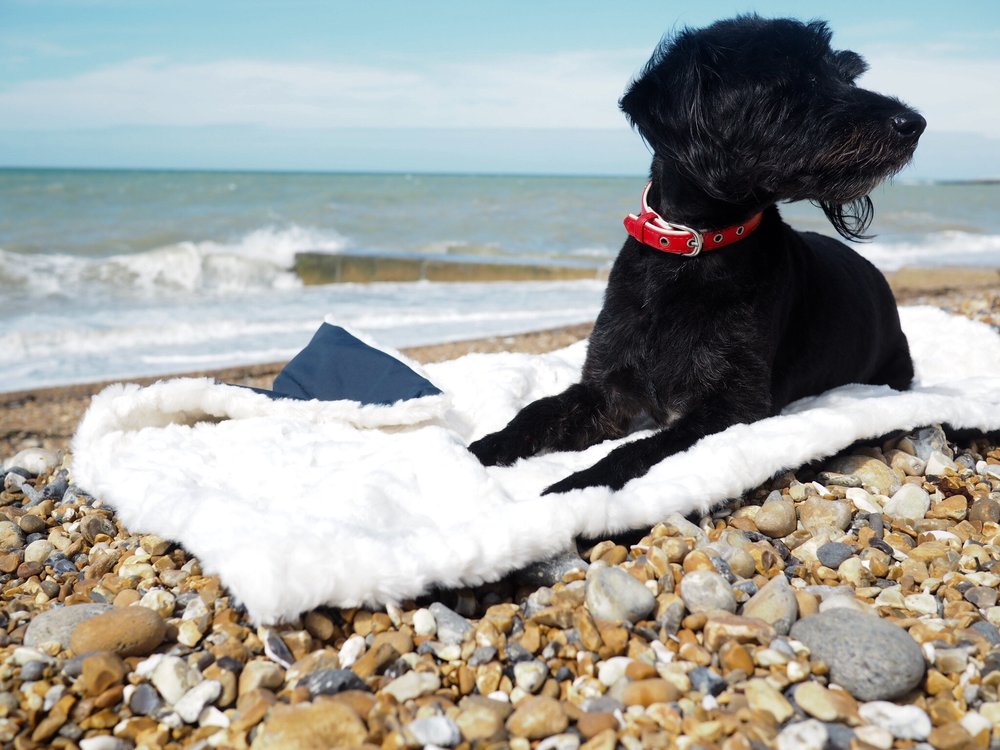 Meet Jack, my Jack Russell/Poodle Dog