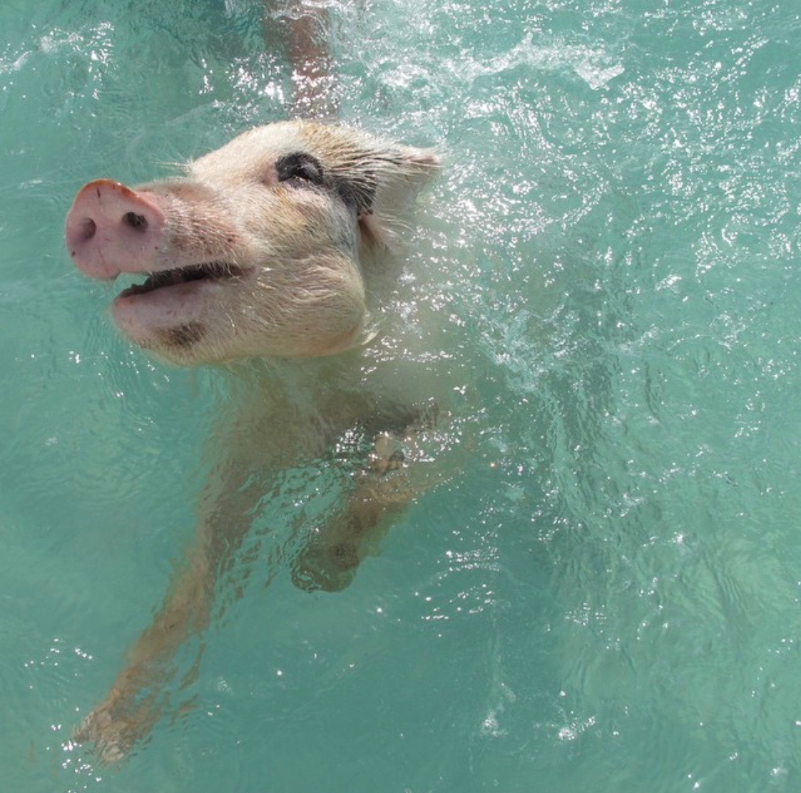 Swimming with pigs