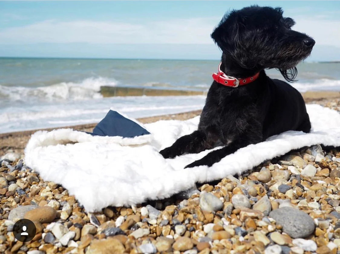 Jack, my jackapoo, on a blankie by the sea in brighton