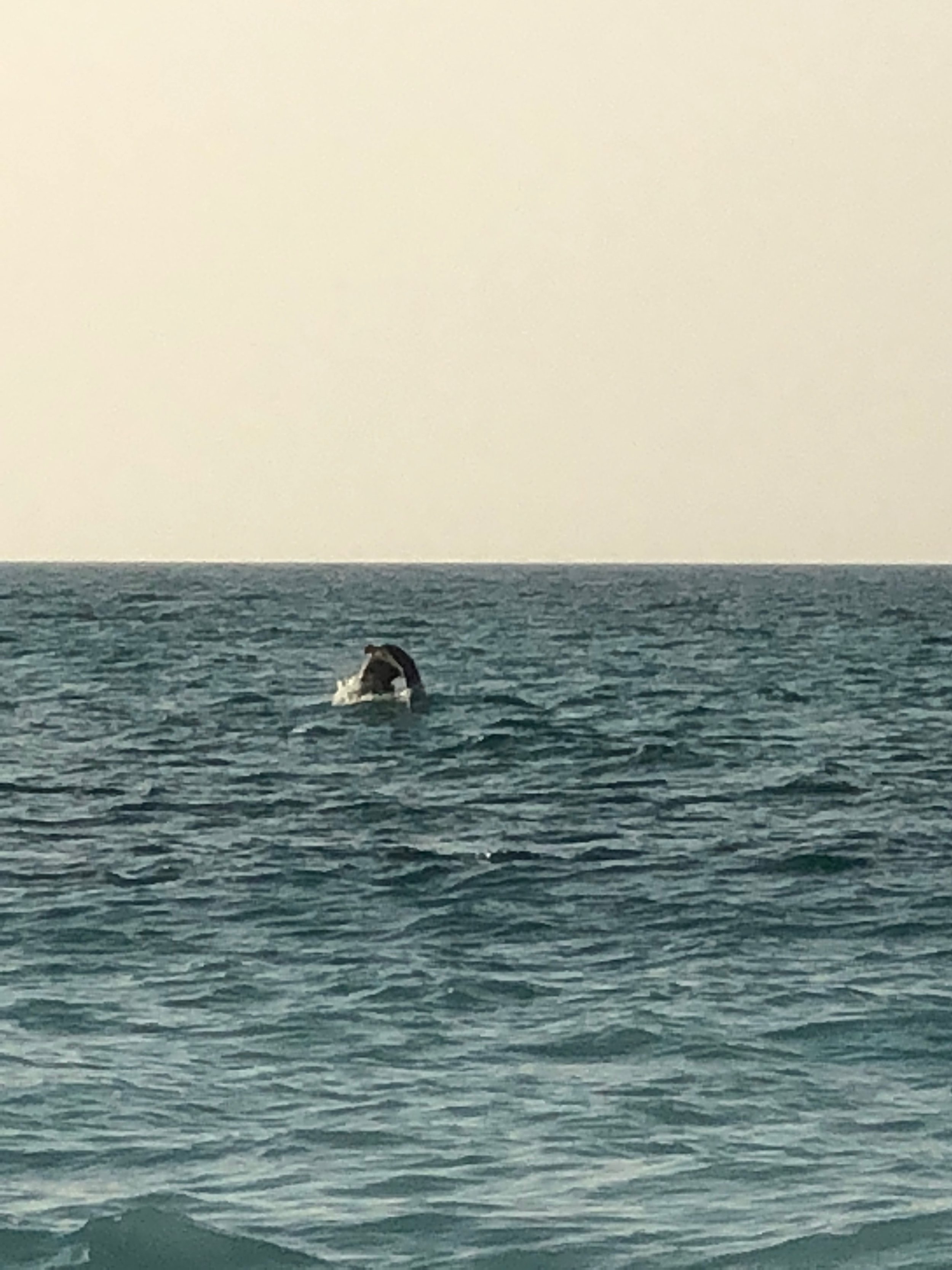 dolphins in abu dhabi.jpg