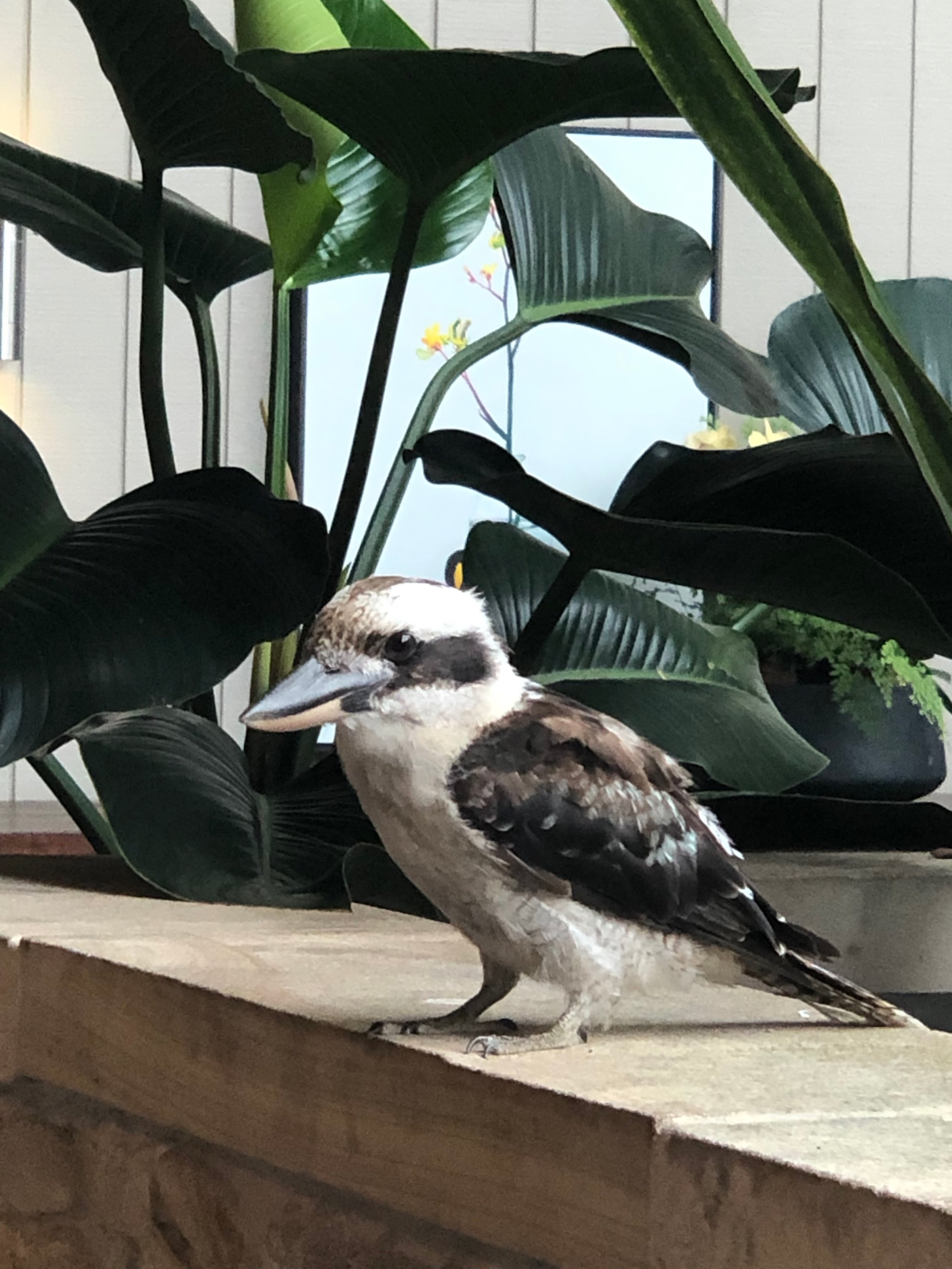 There were tame kookaburras at meal times