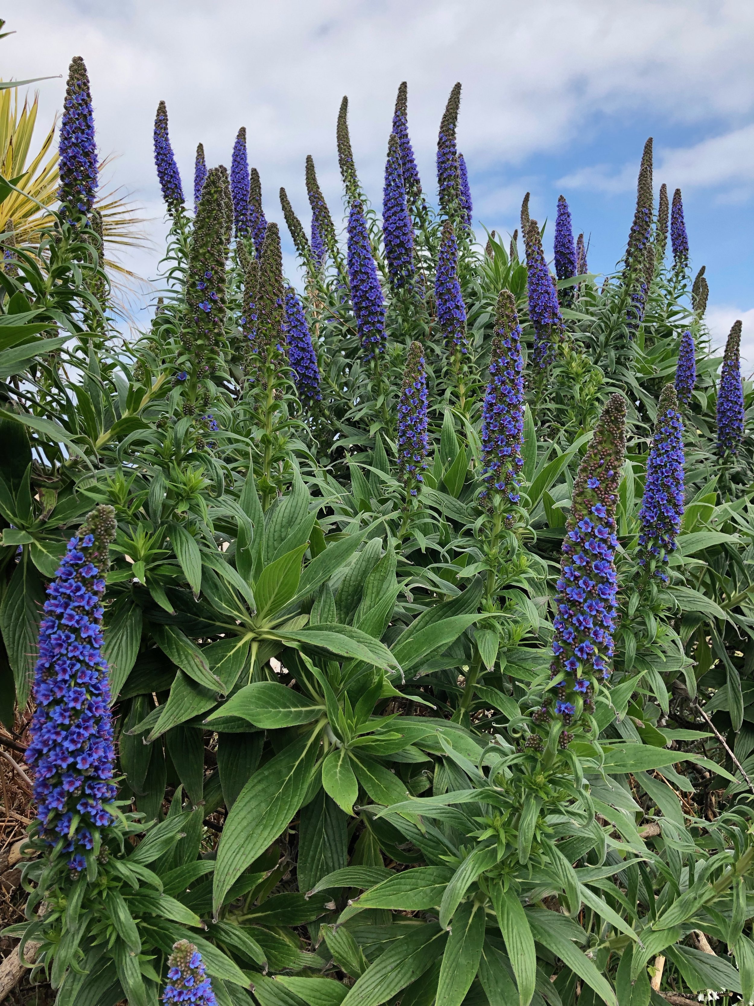 Wild flowers on the Scilly Isles (3).jpg