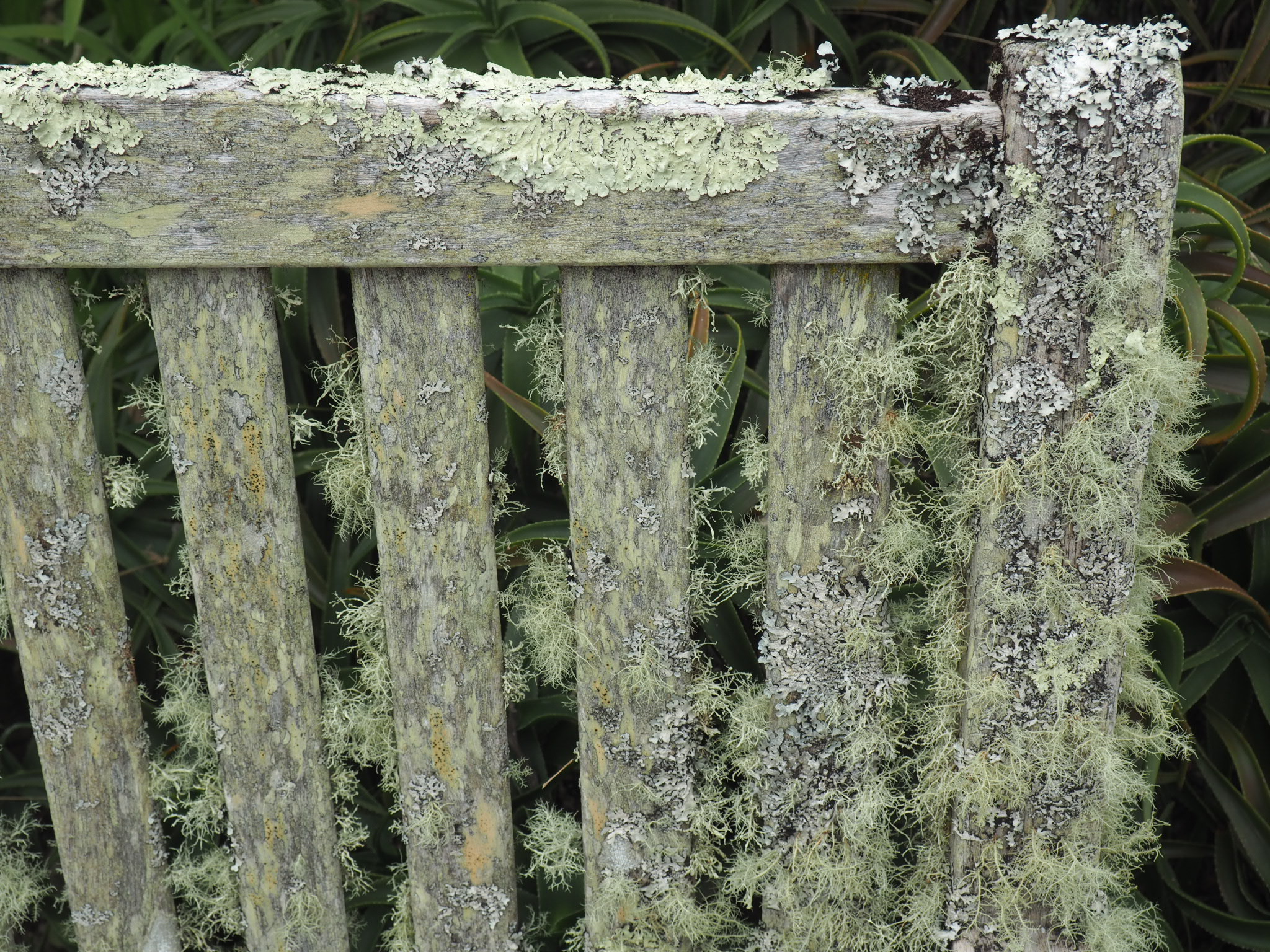 Close up of flora on garden bench at Tresco Abbey Gardens.jpg
