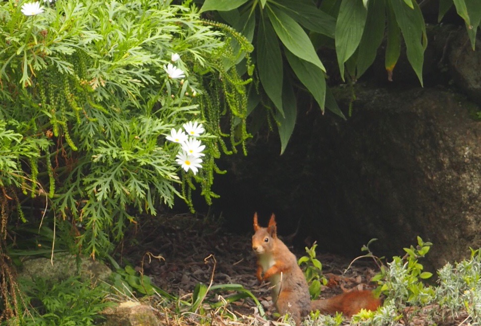 Red squirrel at Tresco Abbey Gardens.jpg