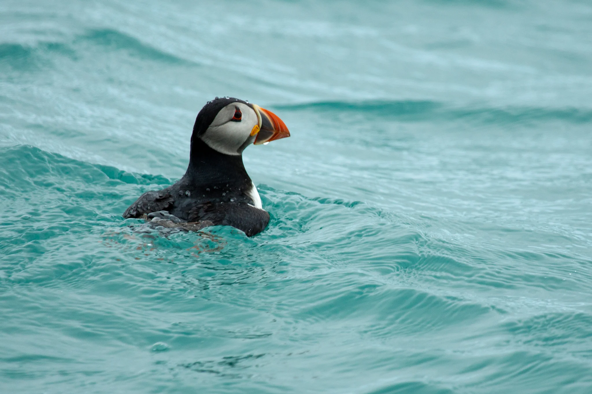 An Isles of Scilly puffin.