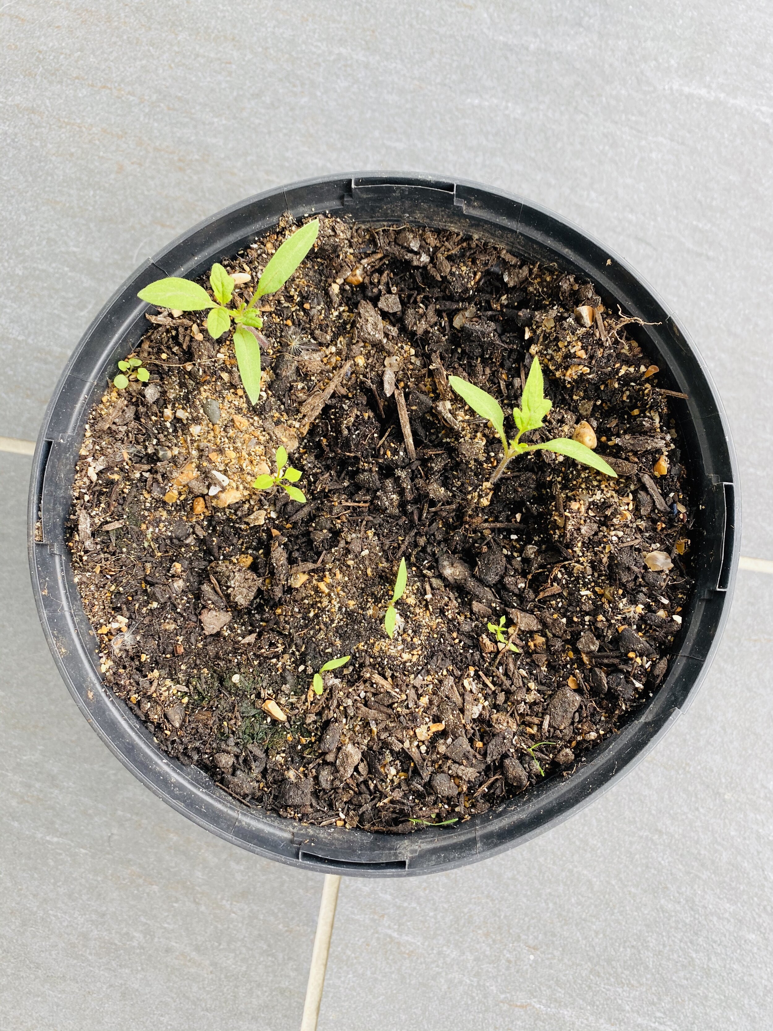 Tomato seedlings grown from tomato slices!