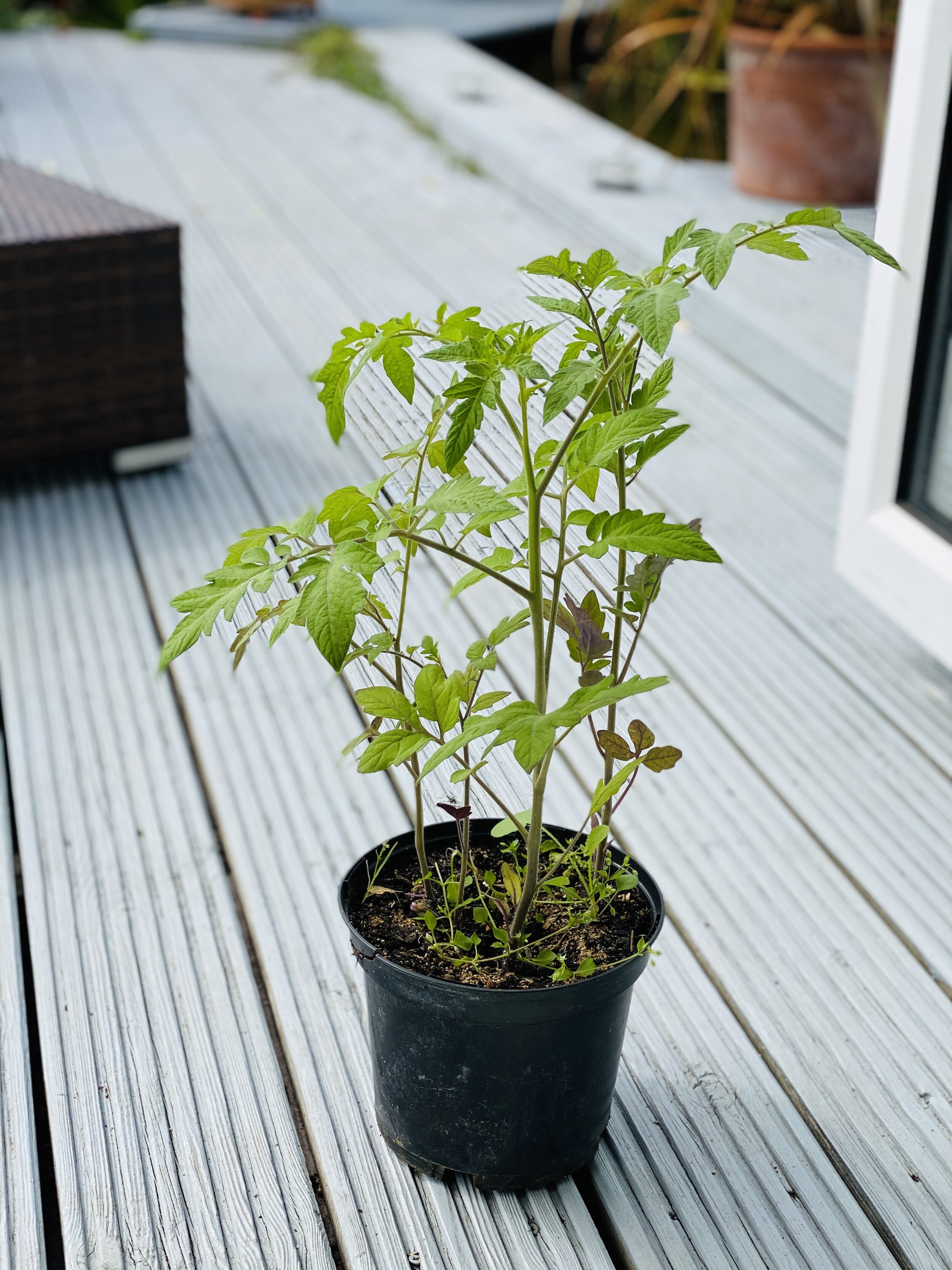 Tomato plants grown from tomato slices.