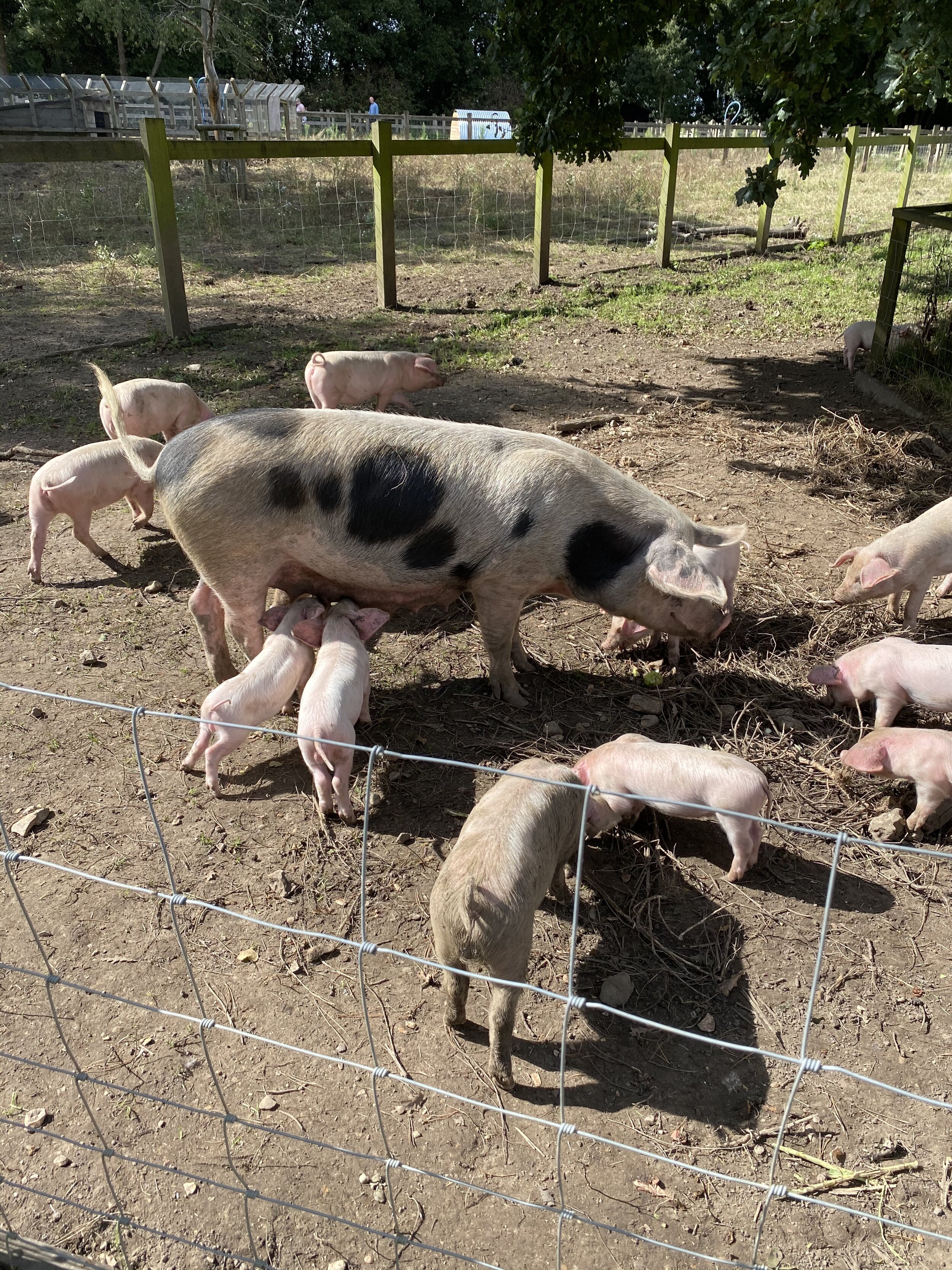 There are piggies at Quarr Abbey.