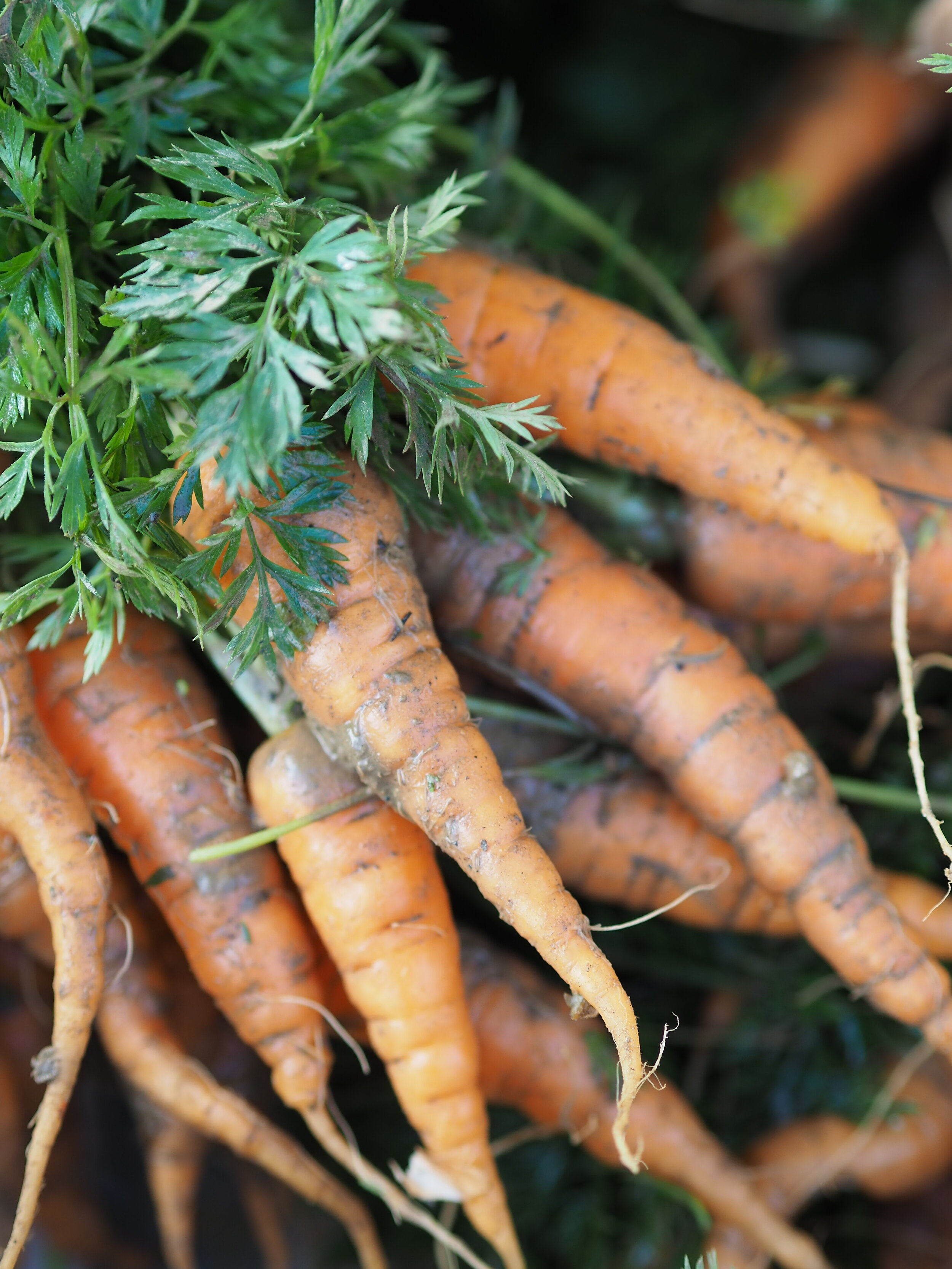 Carrots from Ashurst Organics.