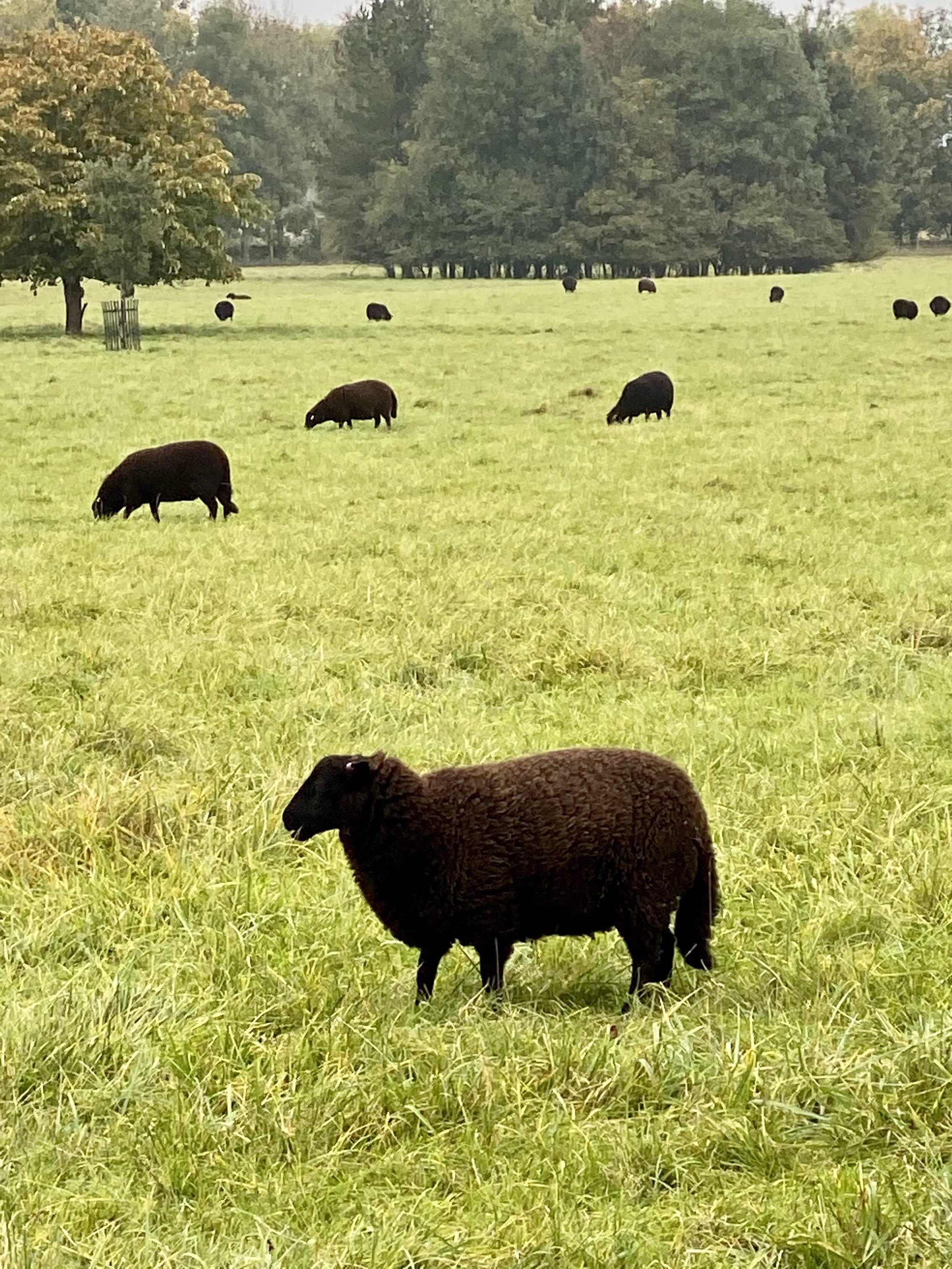 Thyme's black Welsh sheep. 