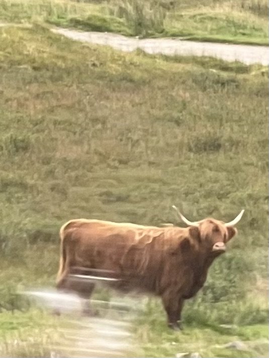 World-famous Highland Cattle