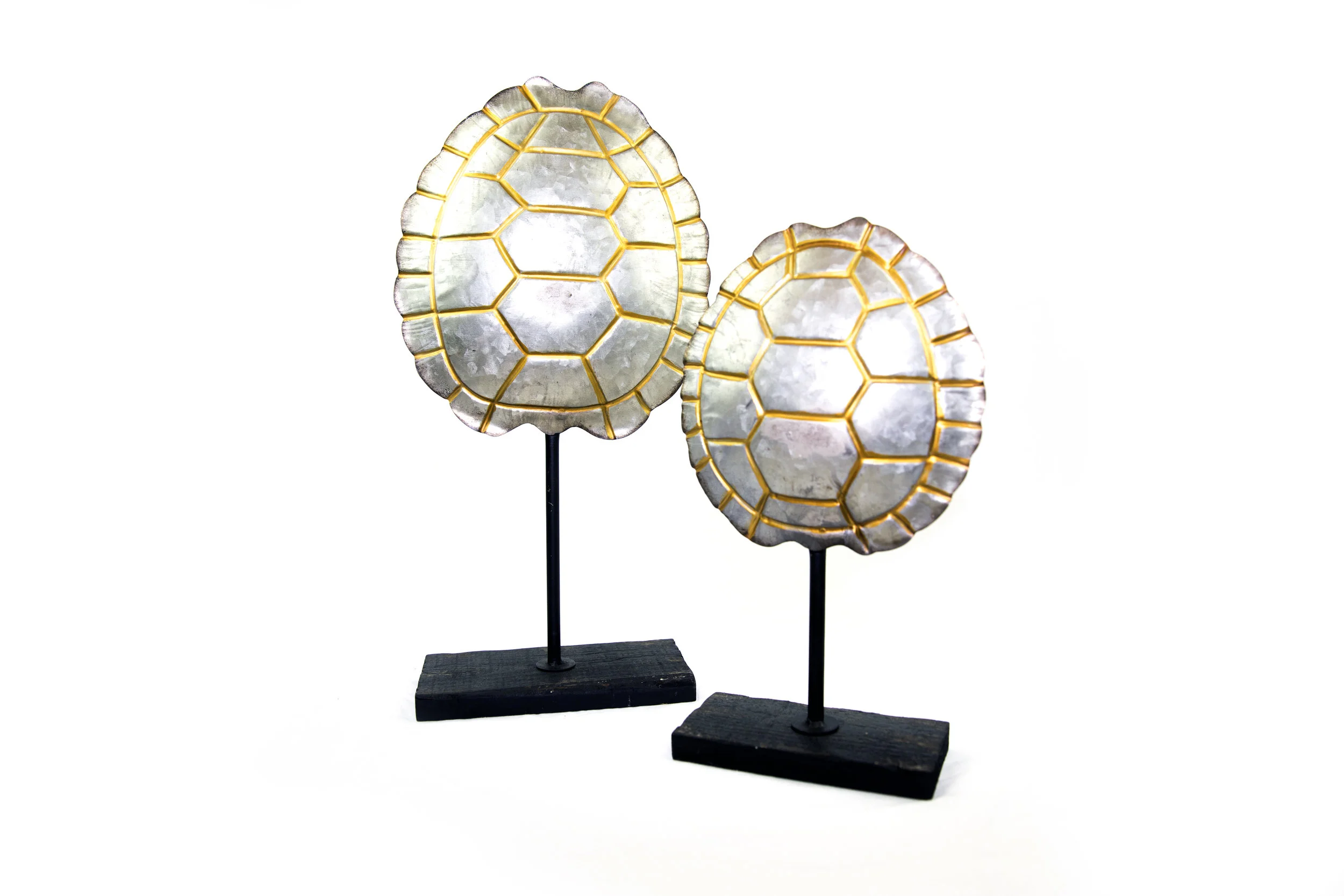 TurtleShells_IMGL3930.jpg