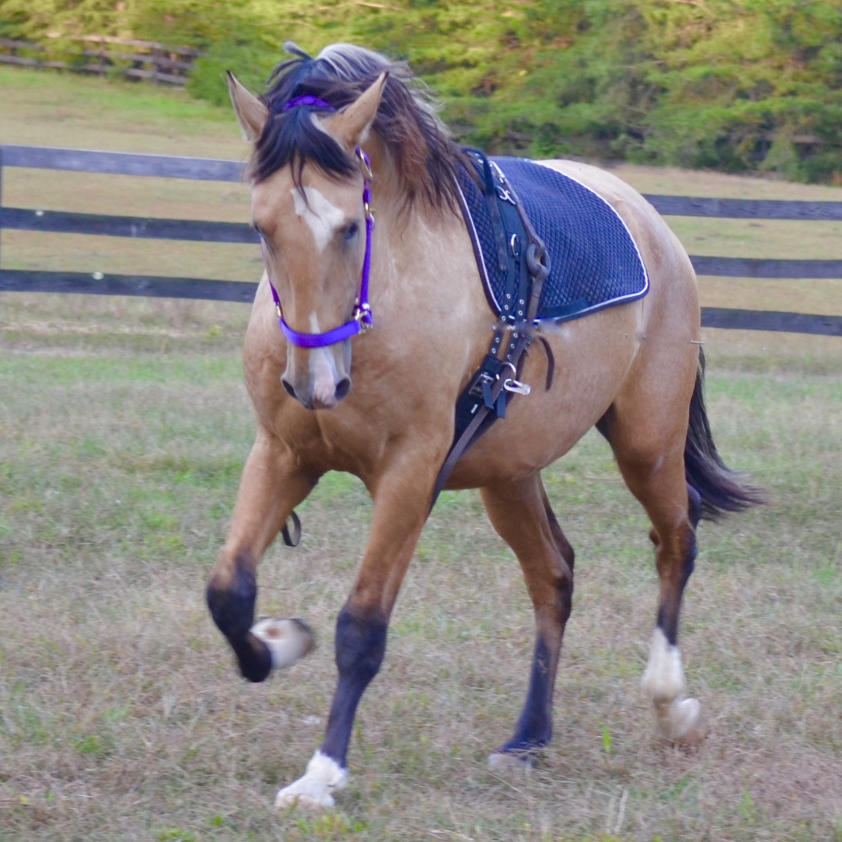Jade II Da Sernadinha: standing at stud 2017