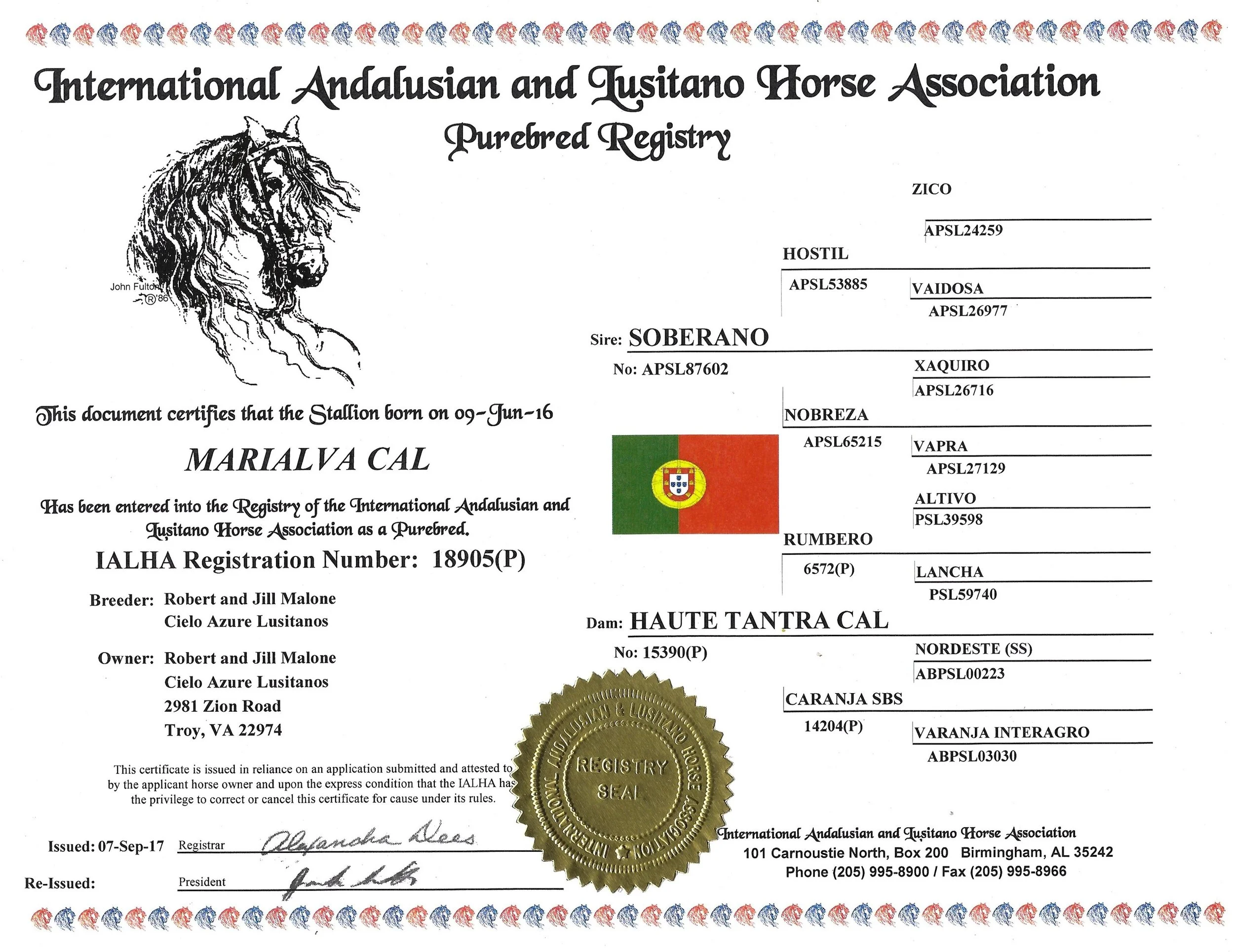 For my friends in the USA, do you own a Lusitano?