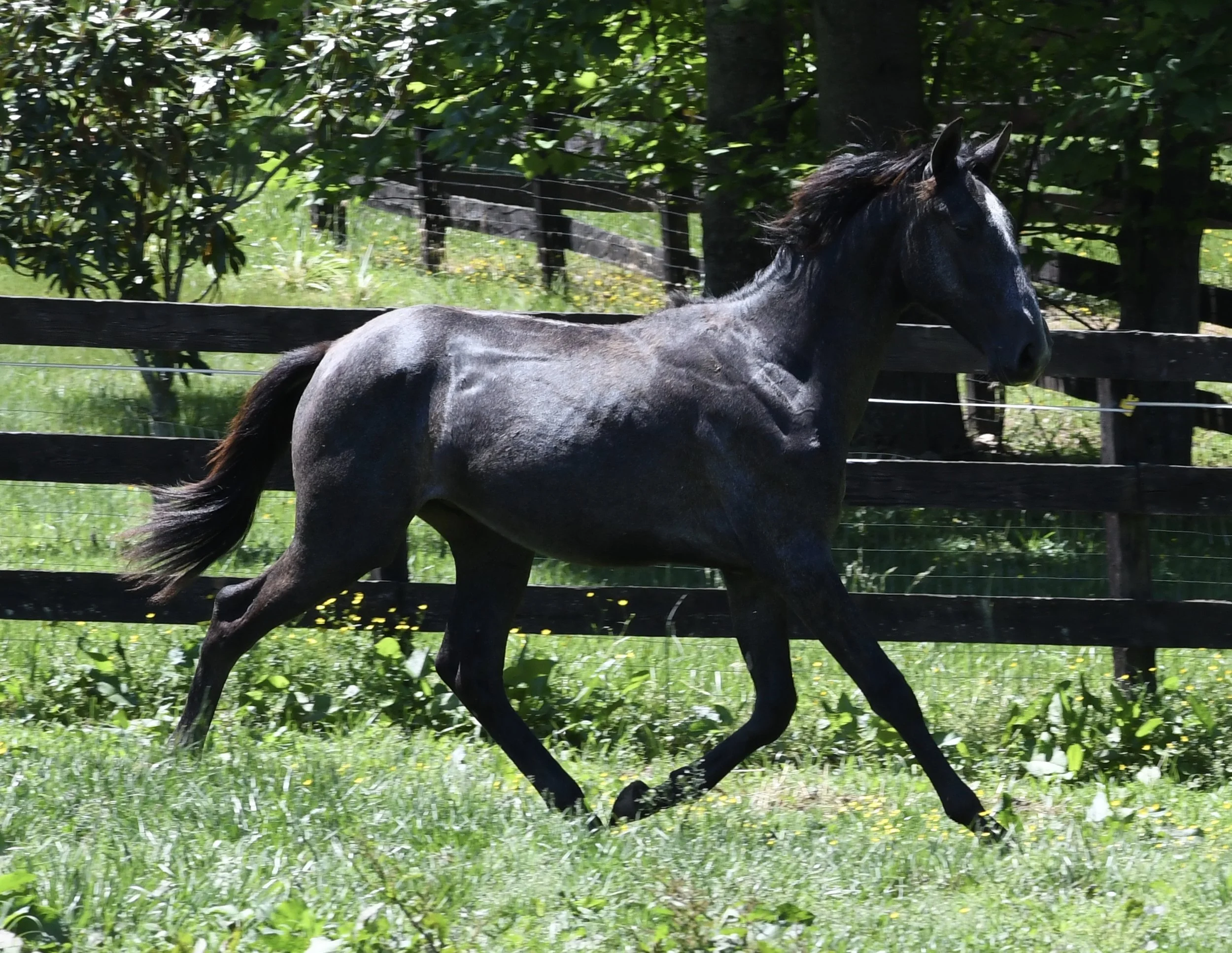 Lusitanos that will live up to expectations and why: our yearlings