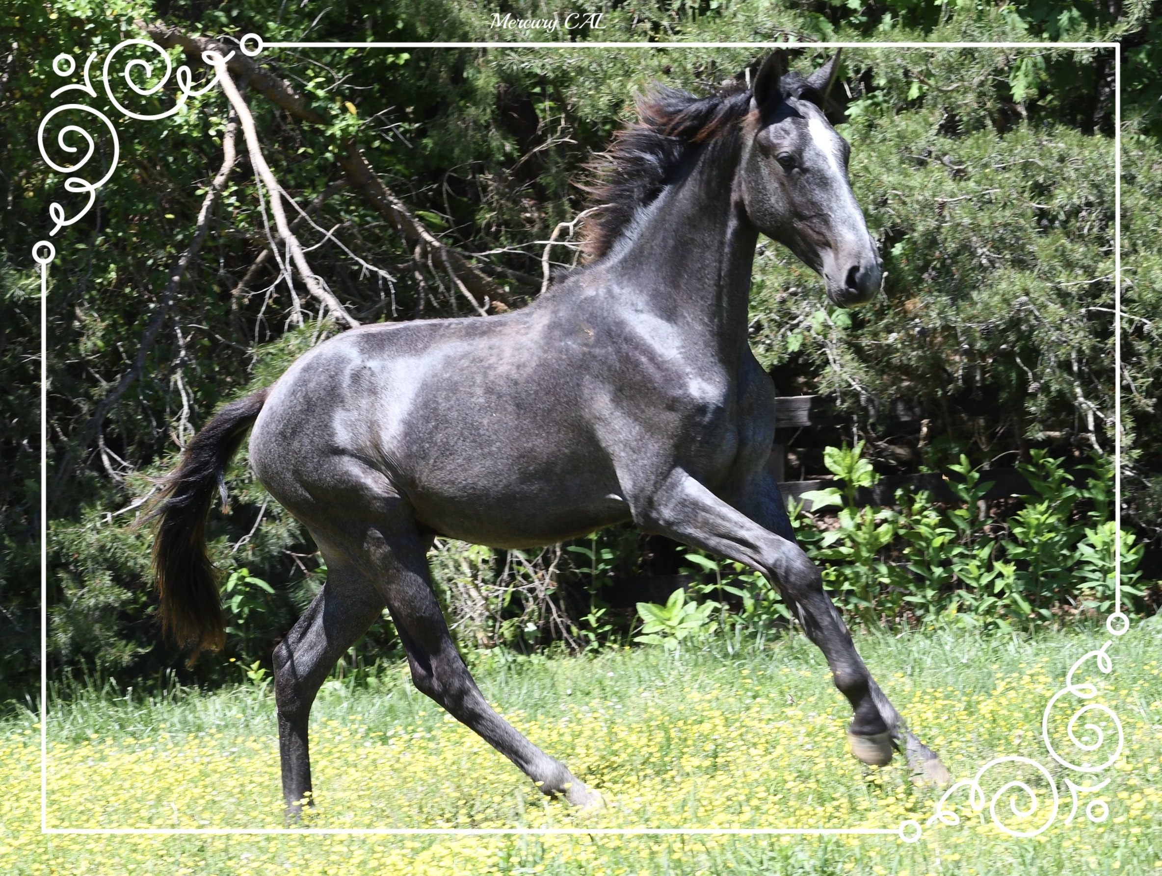 Mercury CAL: Son of the Lusitano Soberano