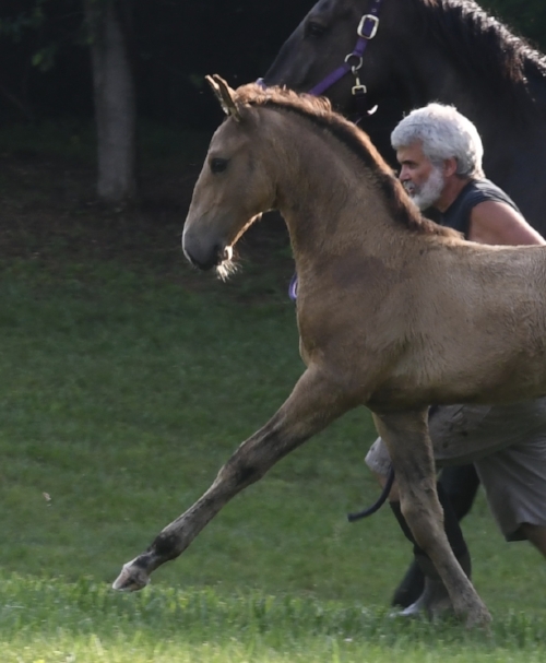 Ouro CAL: Buckskin Lusitano stallion born April, 2018 is for sale. Sire: Jade, Dam: Haute Tantra.
