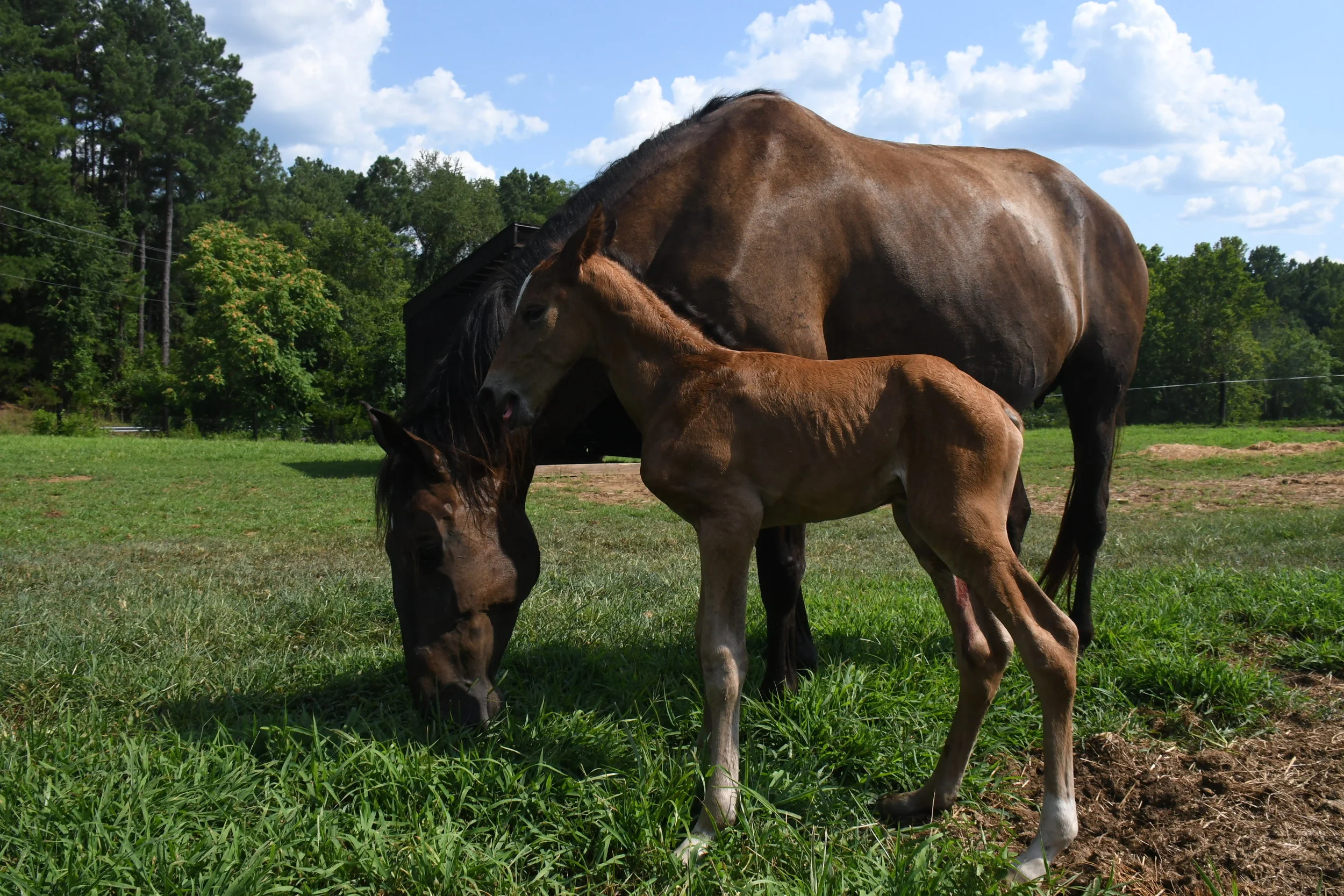 Best Practices for Selling Lusitano Youngstock