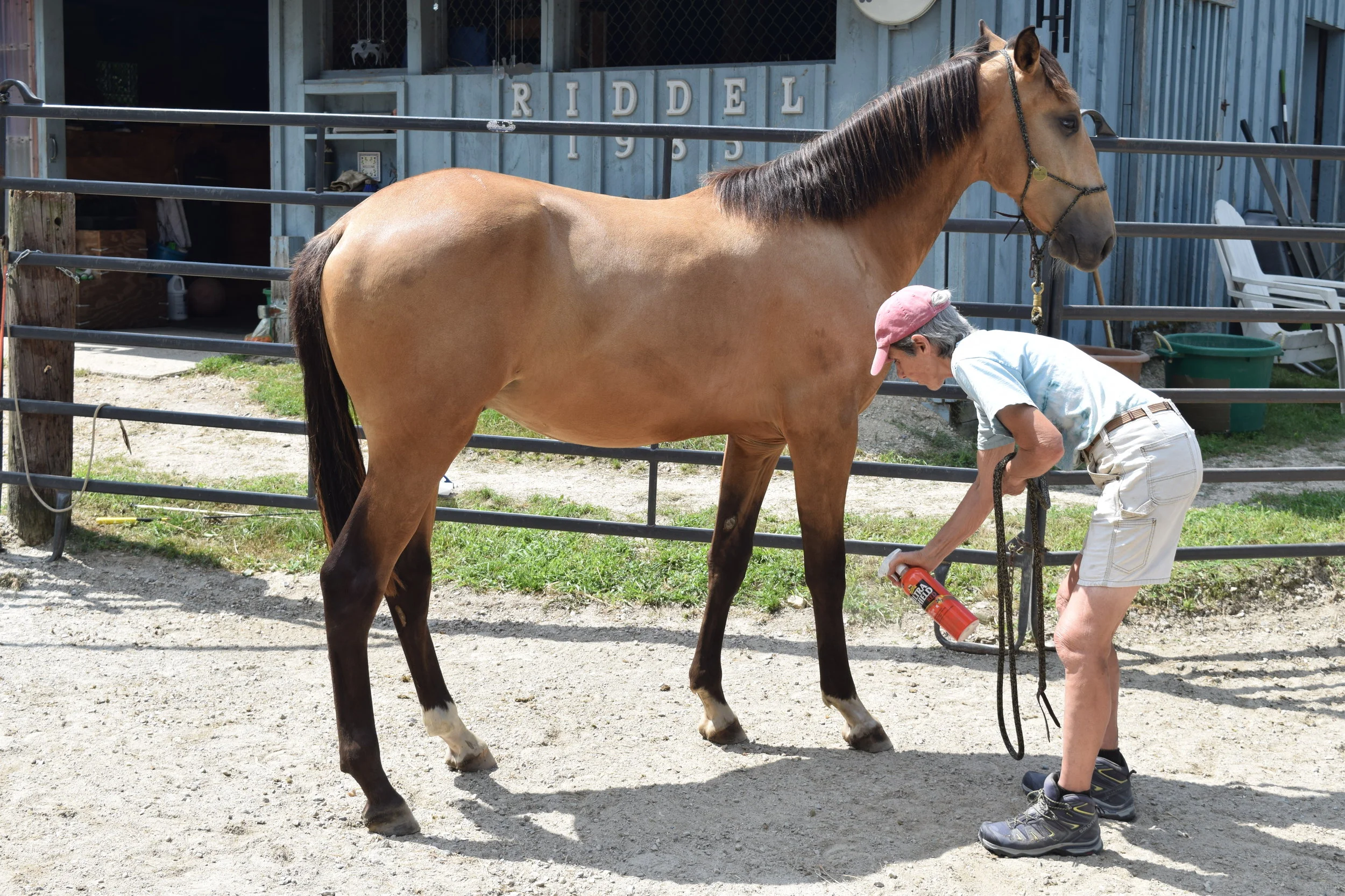 A letter from Lusitano Ouro's owner.  