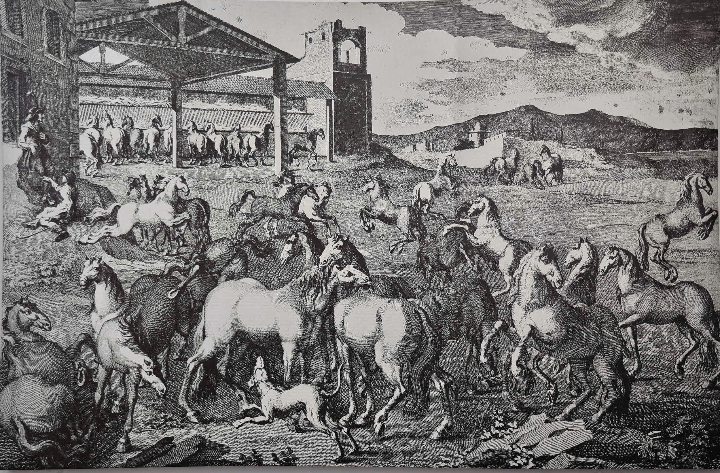 Print of Alter Real young stock: 1800s