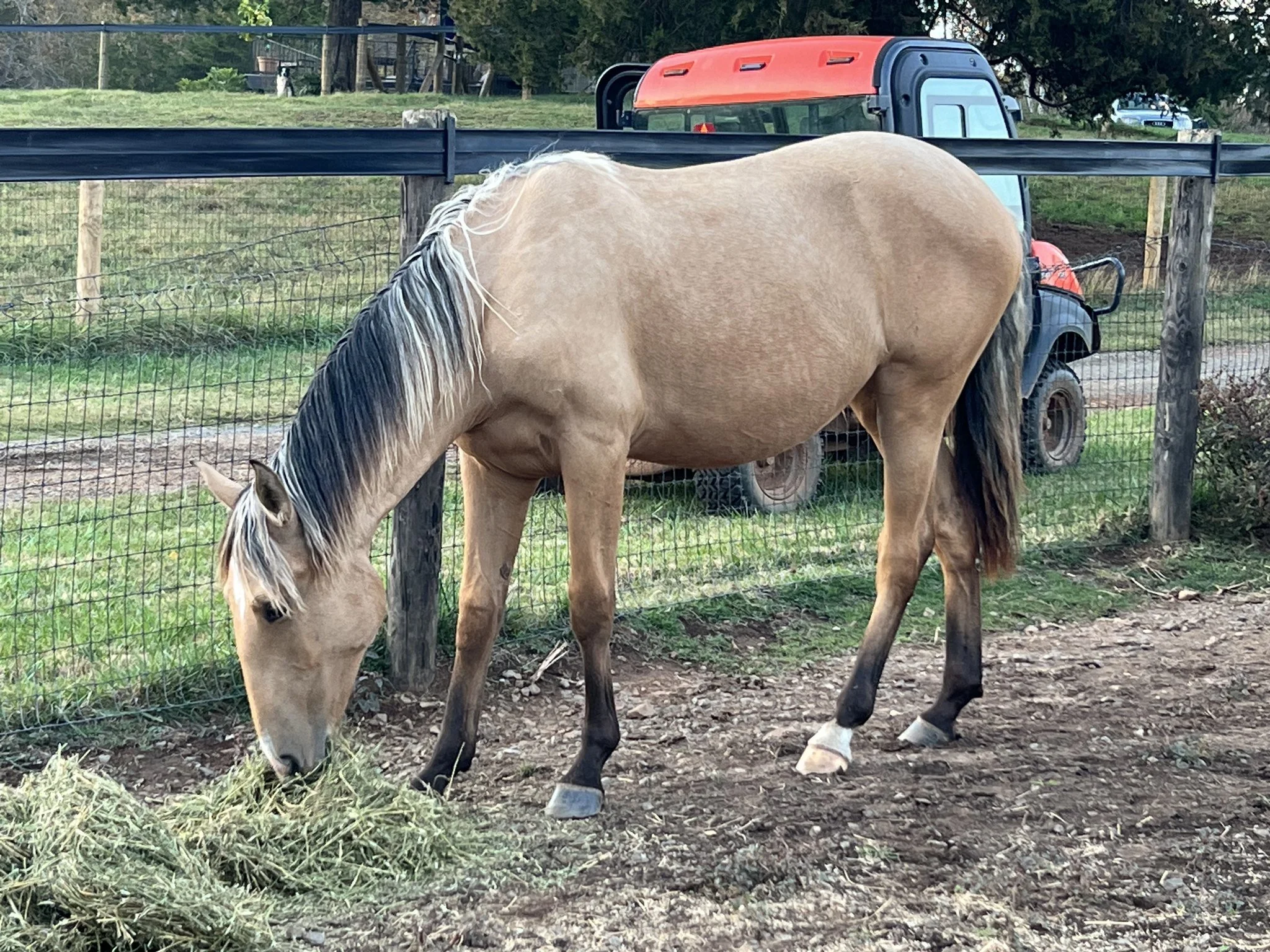 filly1.jpeg
