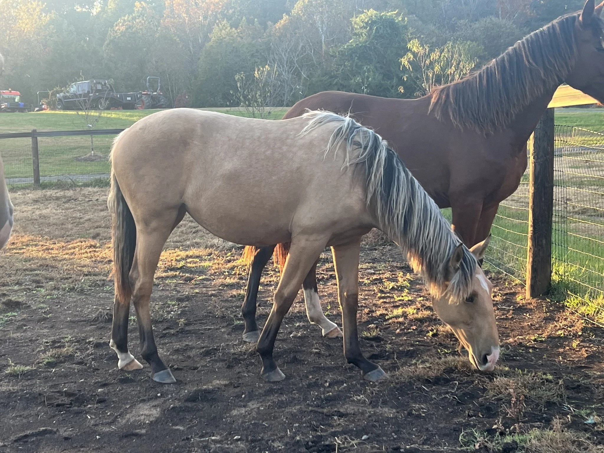 filly2.jpeg