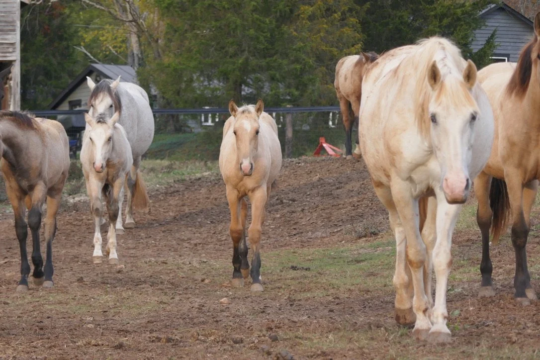 FILLY5.jpeg