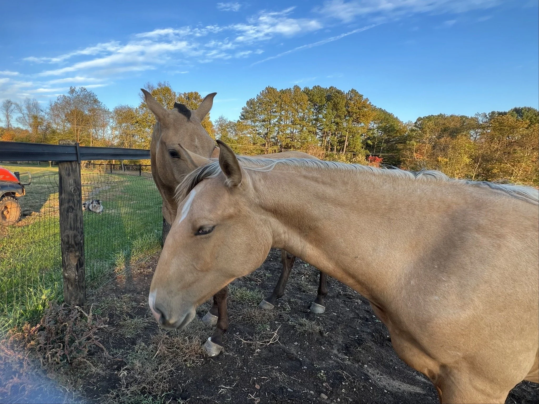 filly3.jpeg