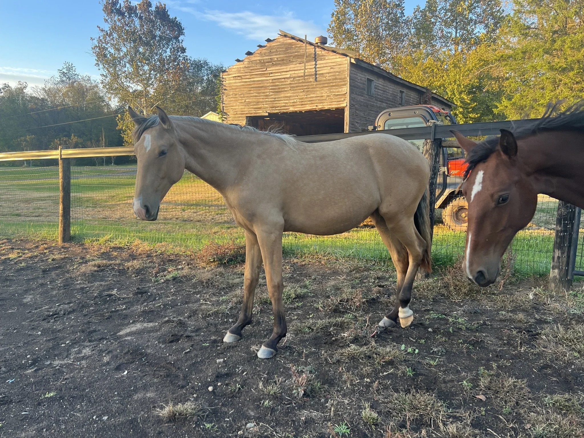 filly4.jpeg