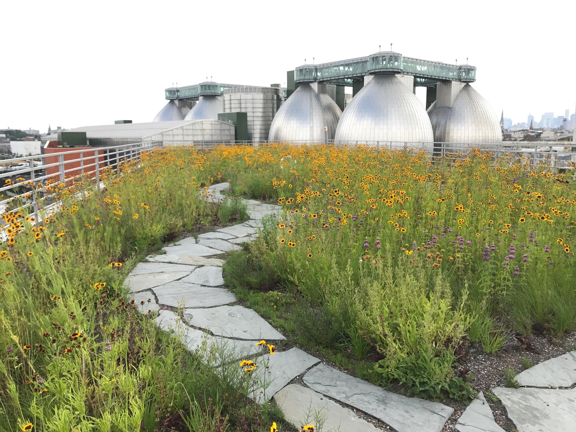 Kingsland-Wildflowers-Brooklyn-green-roof.jpg