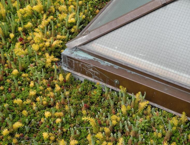 skylight and sedum.jpg