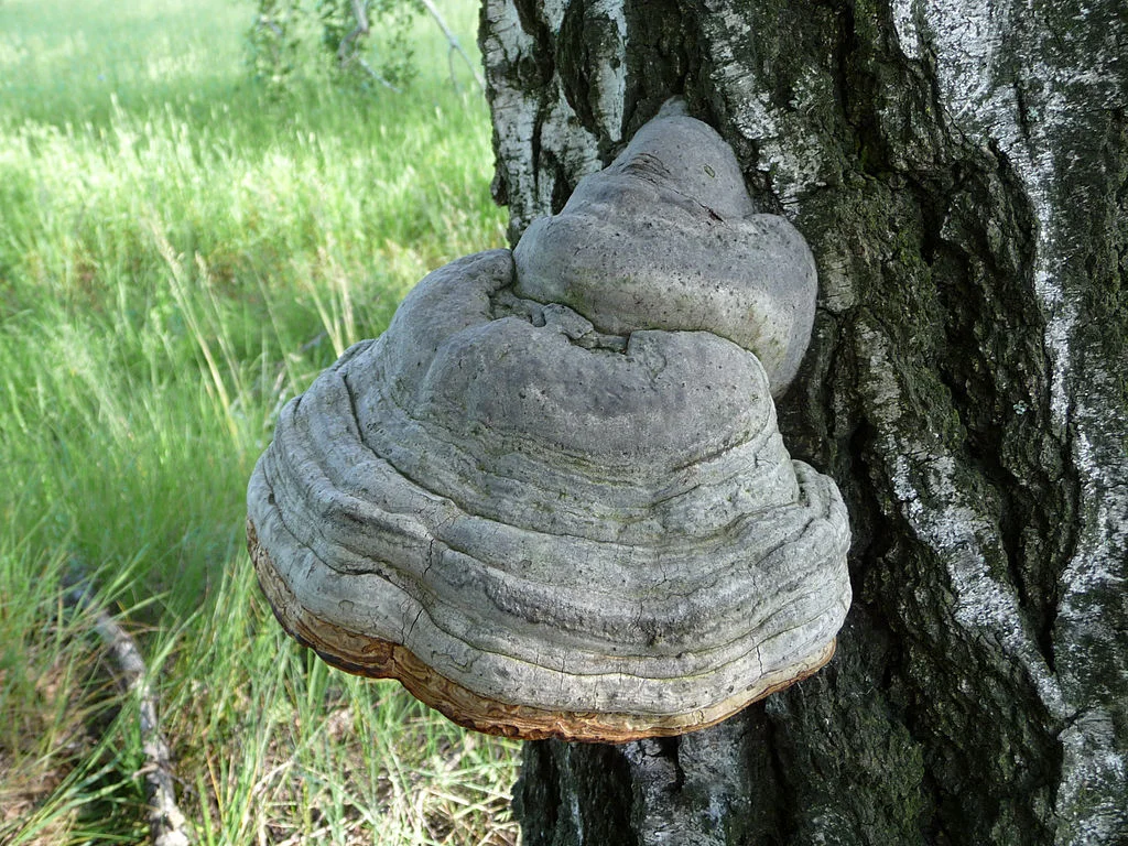 1024px-Fomes_fomentarius_2010_G2.jpg