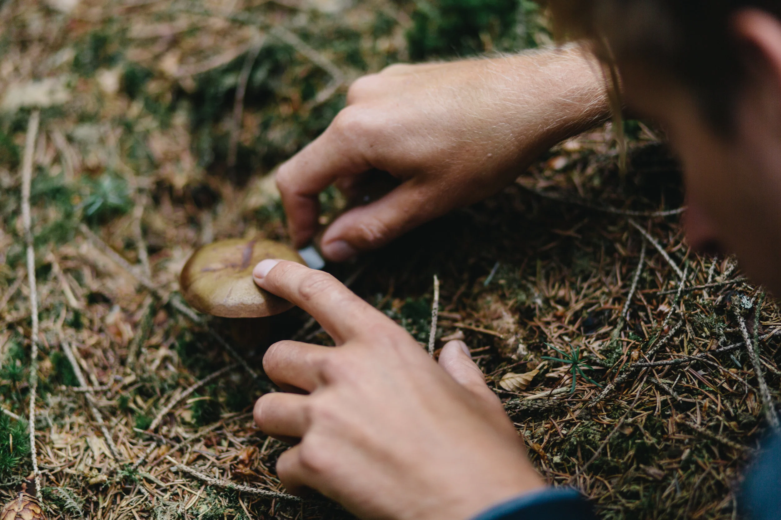 WildChefs010.jpg