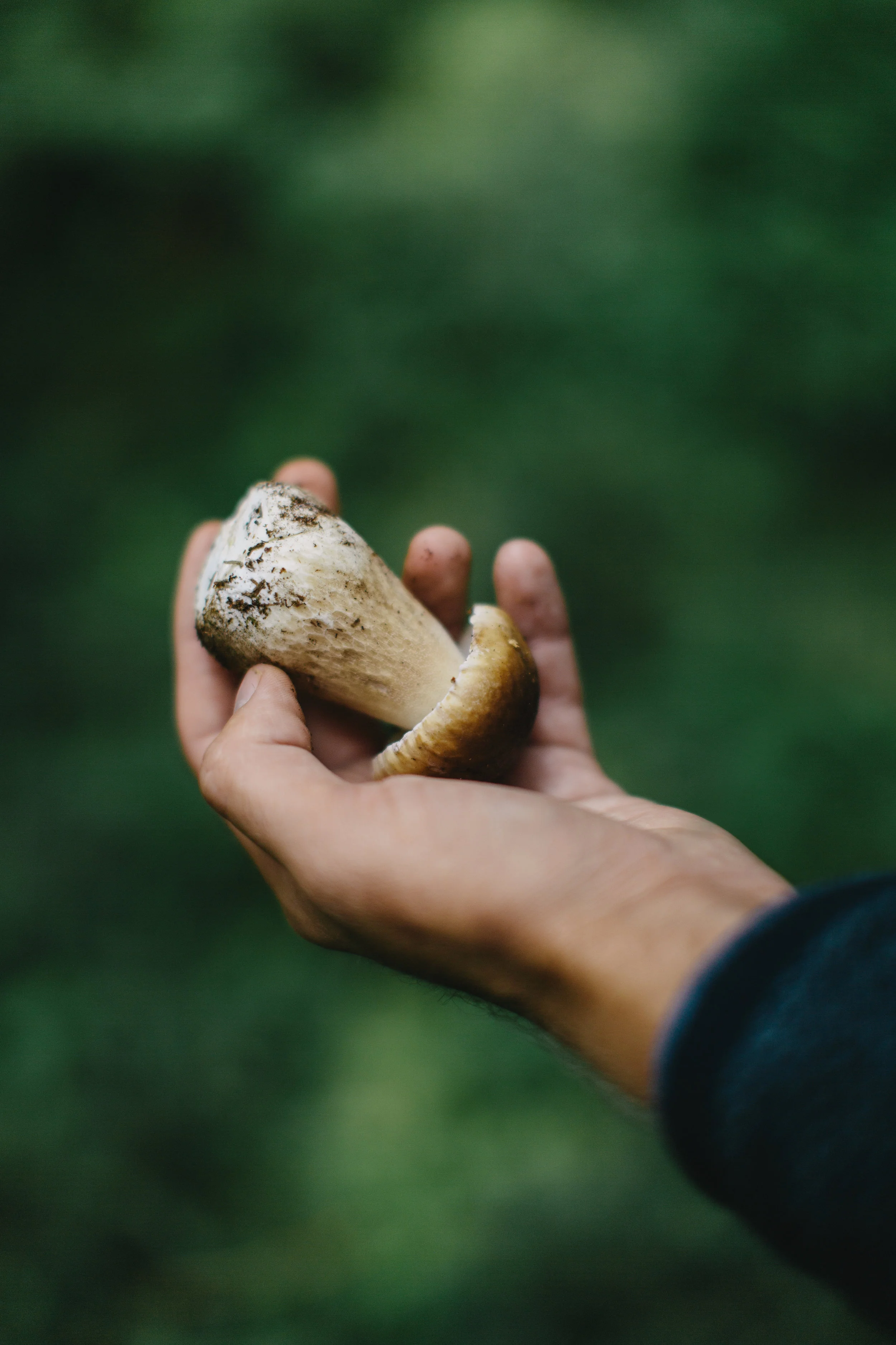 WildChefs011.jpg