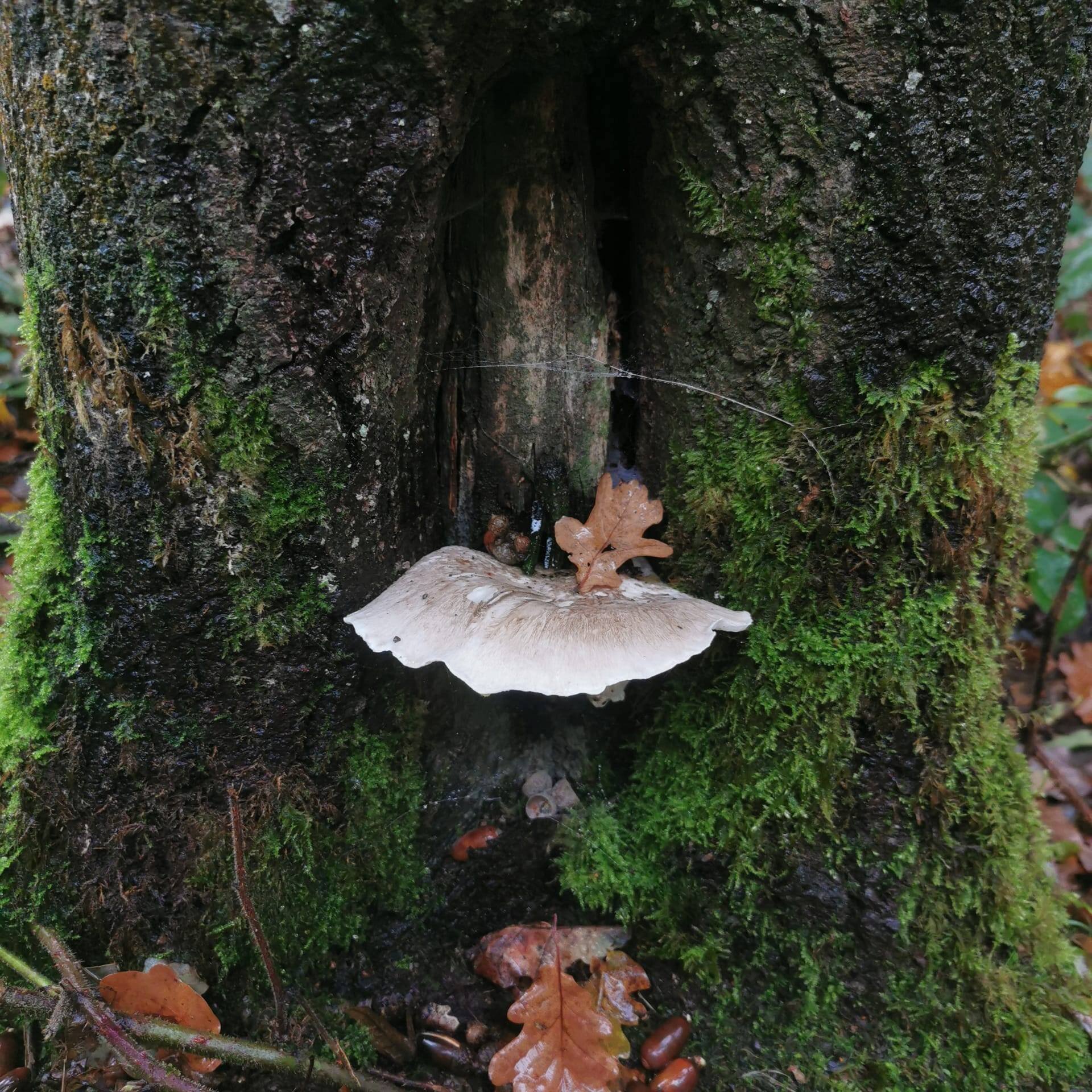 Winterkost: wilde eetbare paddenstoel Oesterzwam