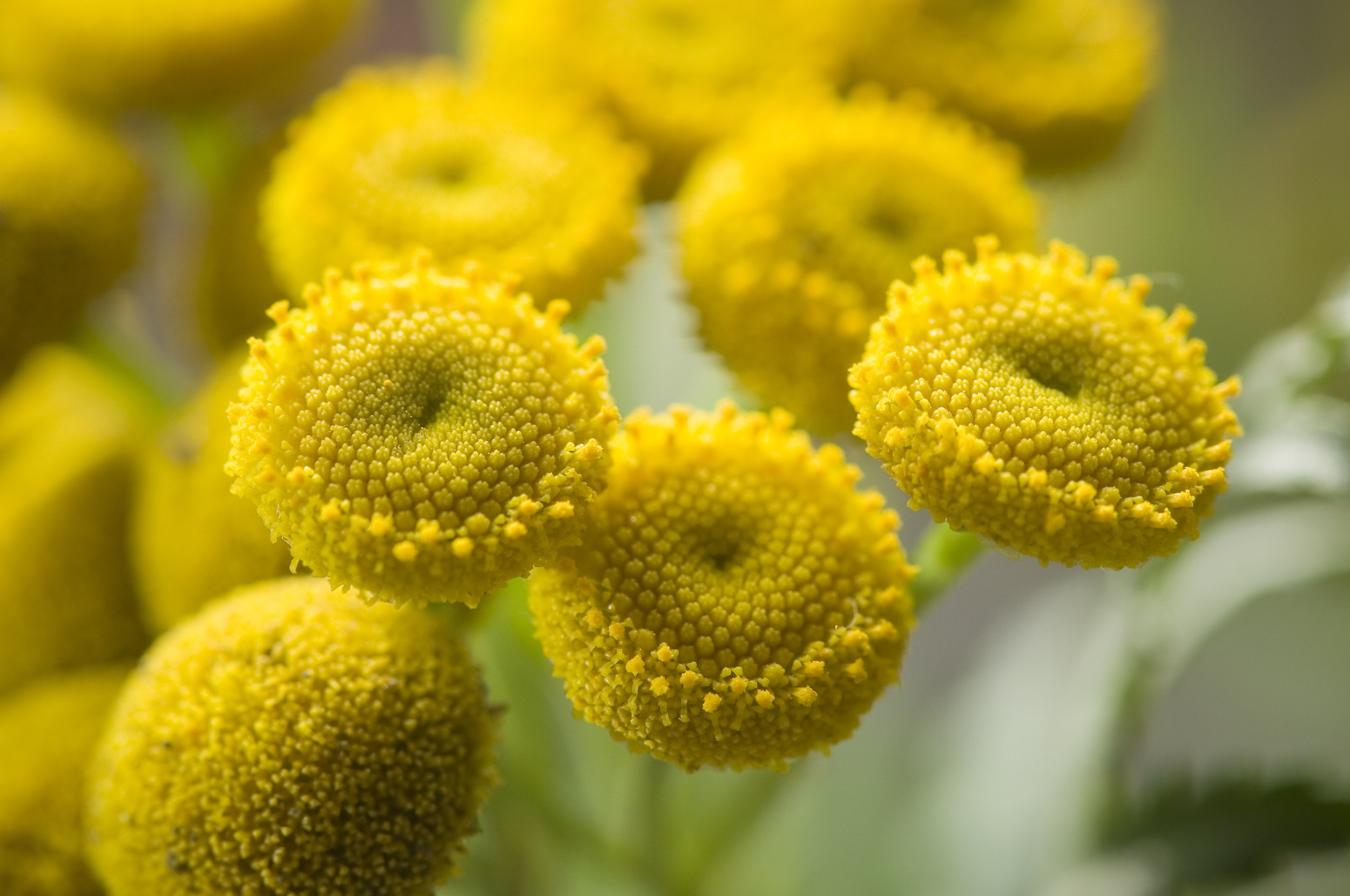 Detail gele bloemhoofdjes