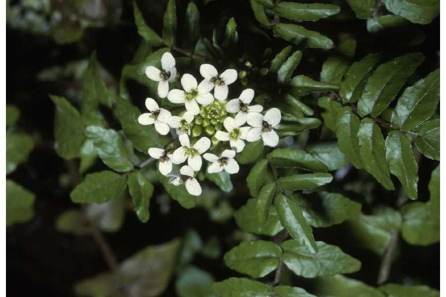 waterkers (Rorippa nasturtium-aquaticum)