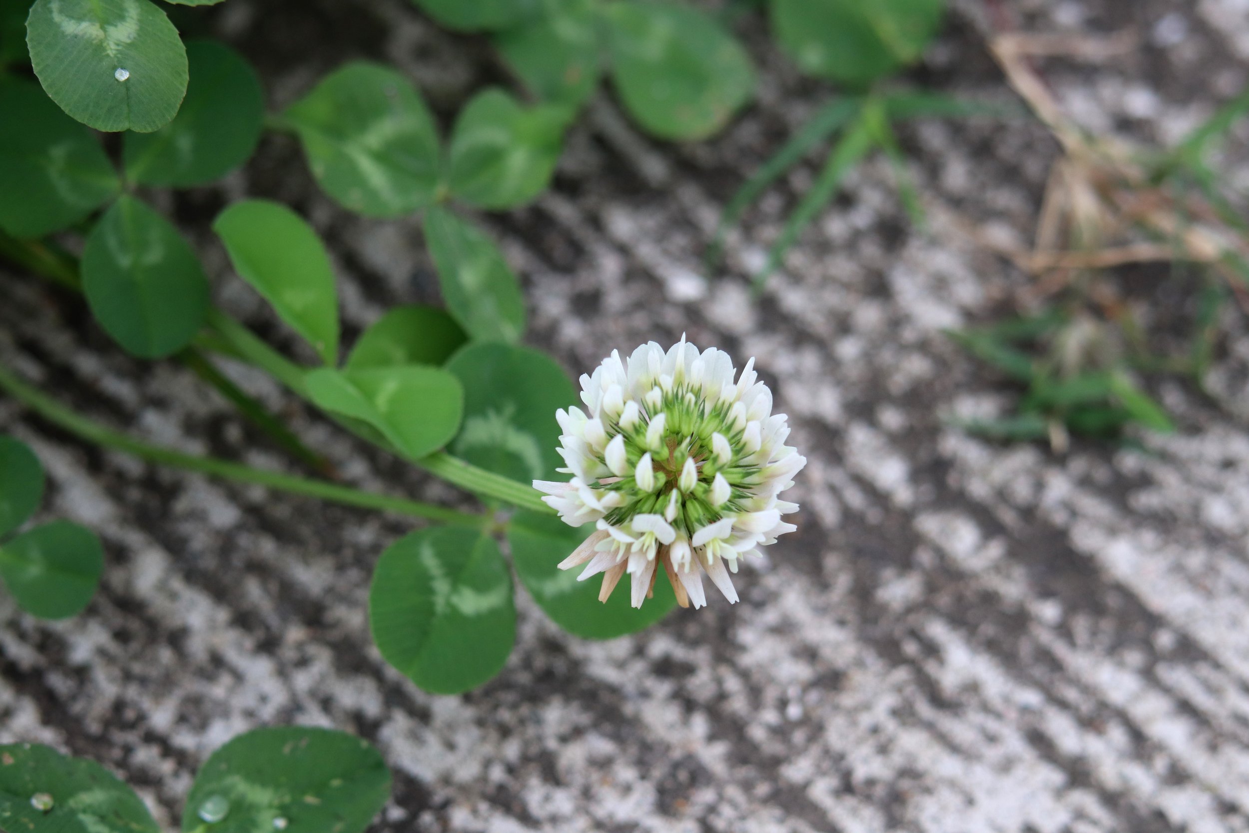 De witte klaver (Trifolium repens)