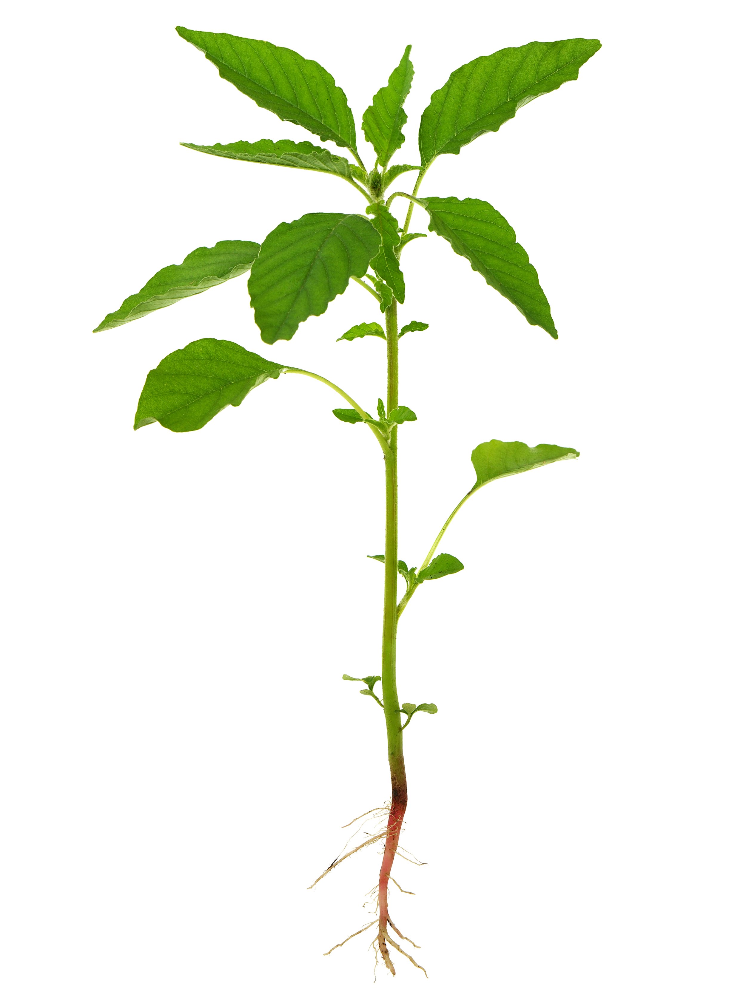 Detail jonge plant 