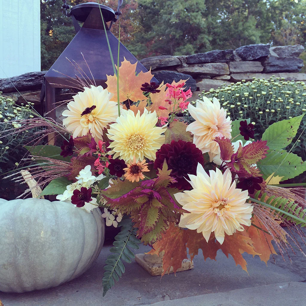 fall autumn flower dahlias.jpg