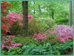 Pruning can bring a show to woodlands.