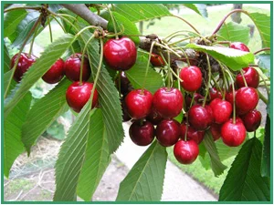 ...more fruit.