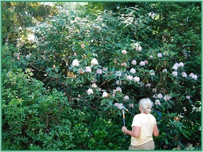 Pruning tidies up.