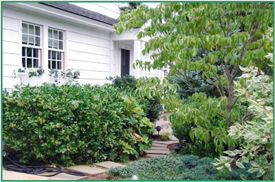 Pruning beautifies gardens.
