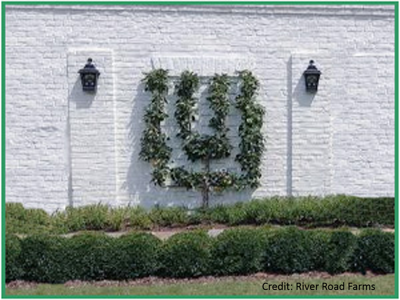 Prune an elegant espalier to enhance a bare wall.