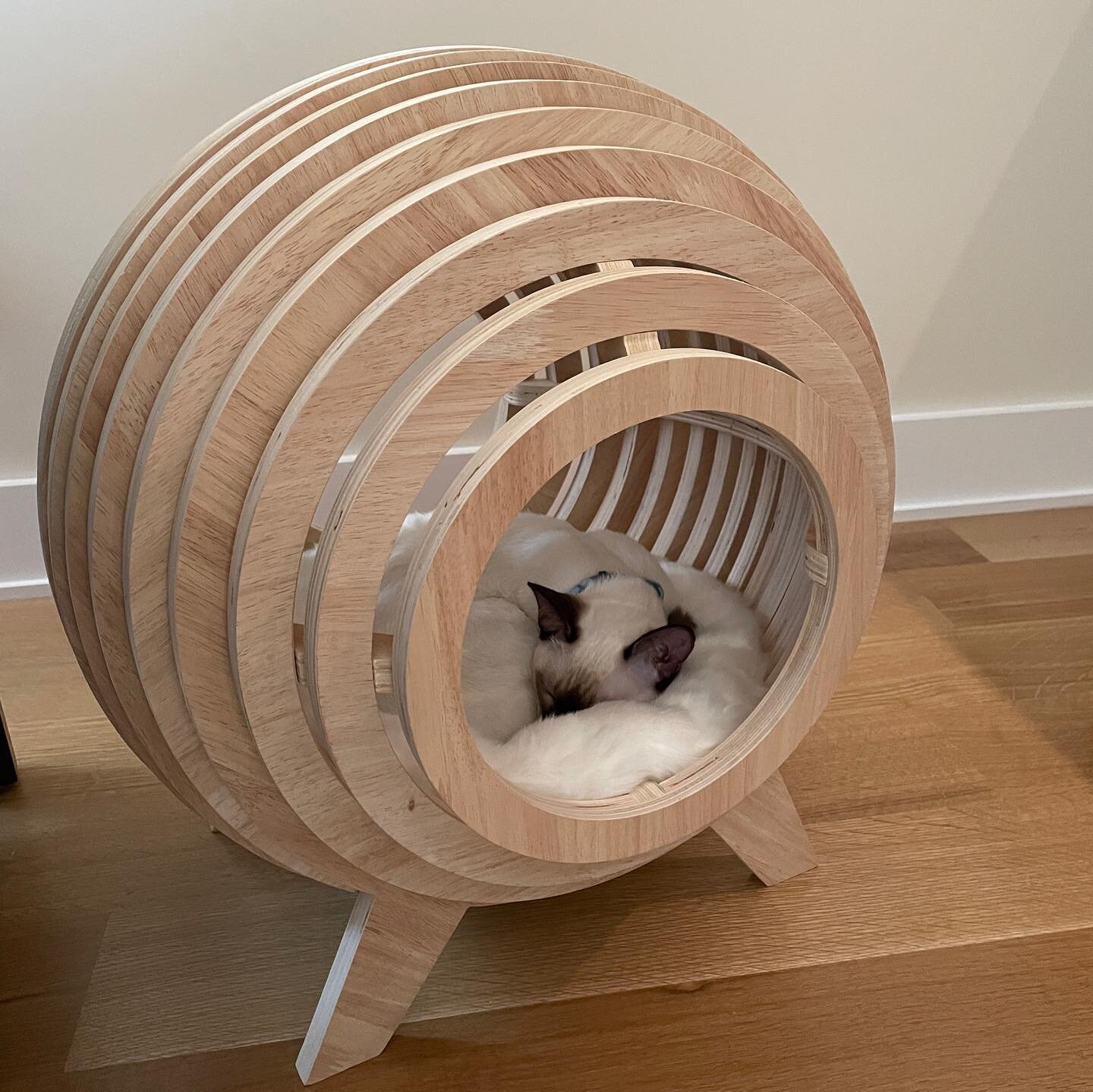 The boys are loving their new modern kitty furniture!