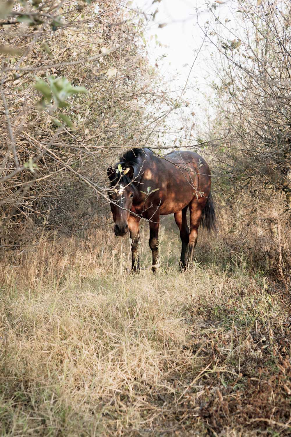 Wild Horses Romania