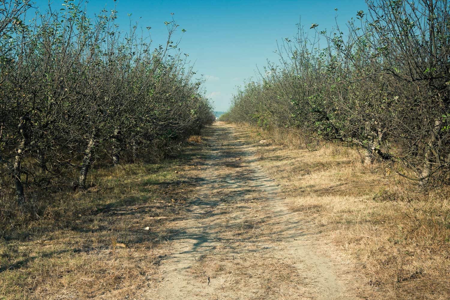 Orchard Romania