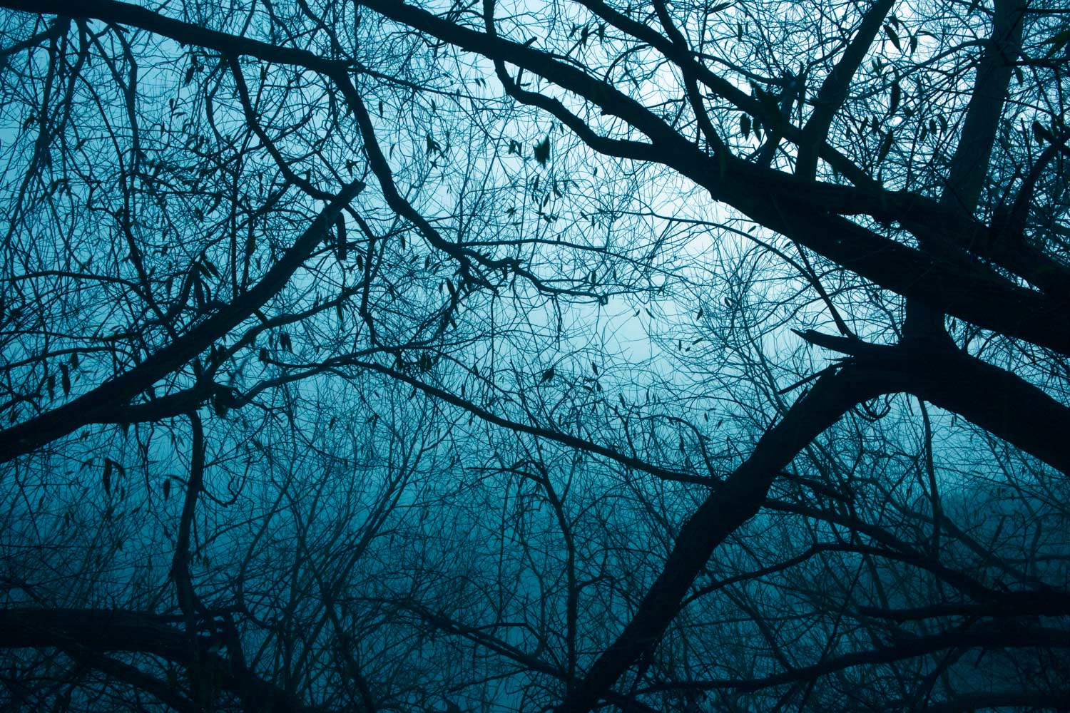 Misty tree line Waltham Abbey