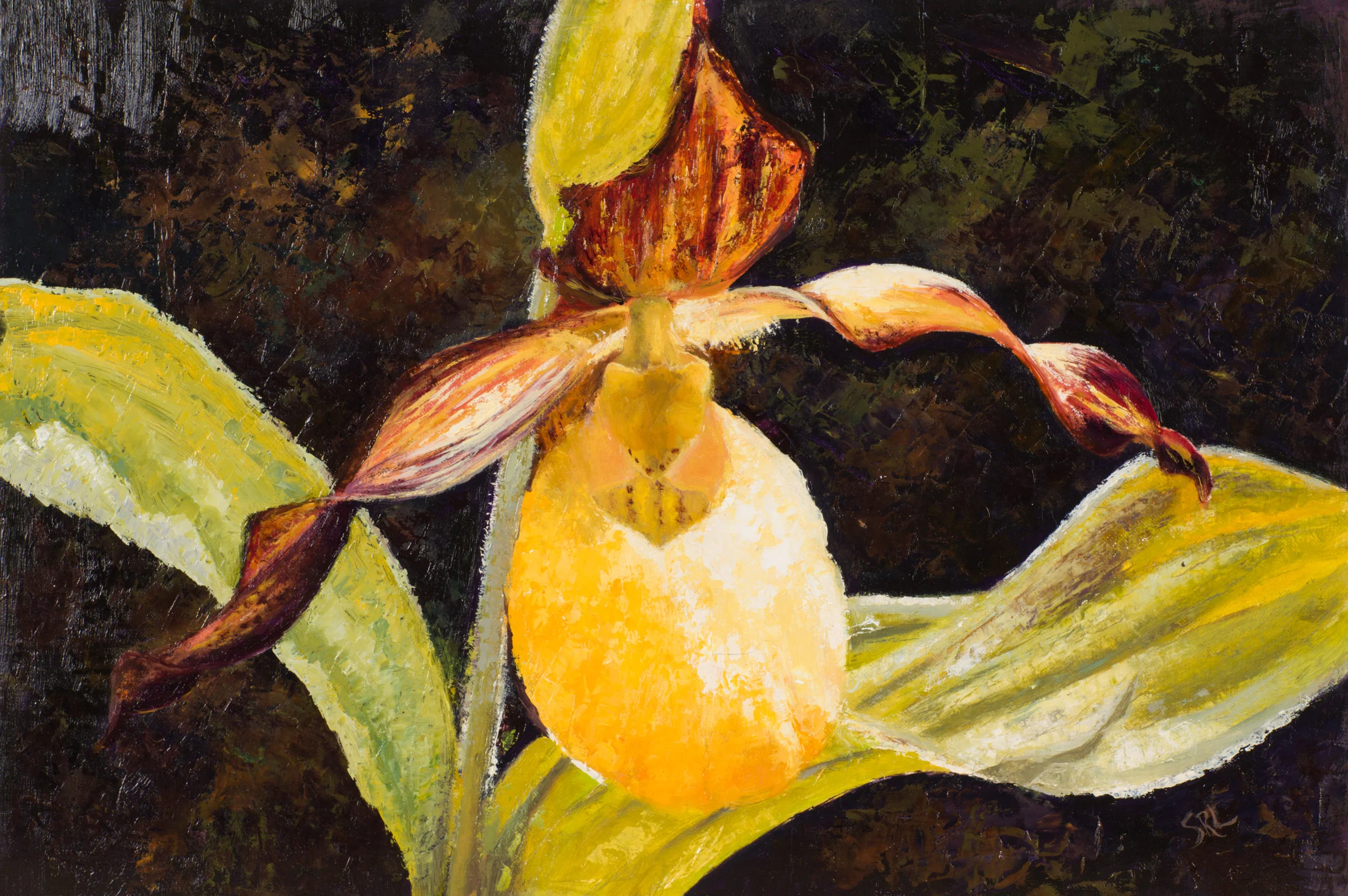 Through The Eyes of a Botanist - A Tribute to UWEC Professor Dr Marcus Fay - Paintings by Sara Lubinski